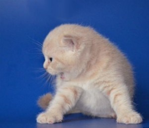 Кремовый окрас британских кошек, бежевый, персиковый. Бежевые британцы фото. Британские котята кремовые фото. Британские котята кремового окраса. Британец персикового цвета фото. Бежеаве британцы  
